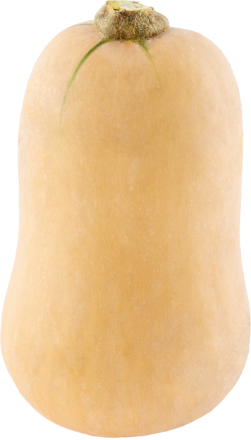 Kürbis Butternut