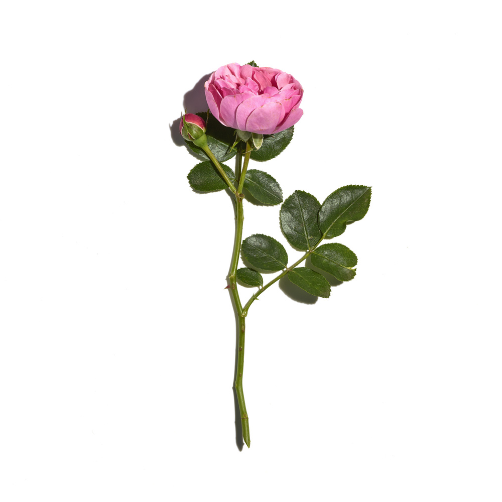 Sanoflore Rosa fresca Crème de nuit regénérante