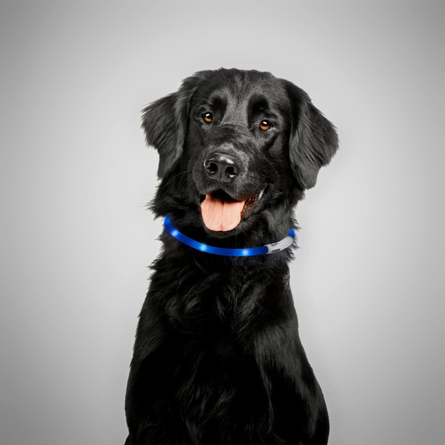 PRECORN Hundehalsbandleuchte LED Silikon Leuchthalsband Sicherheits Hunde-Halsband Set USB Rot/Blau