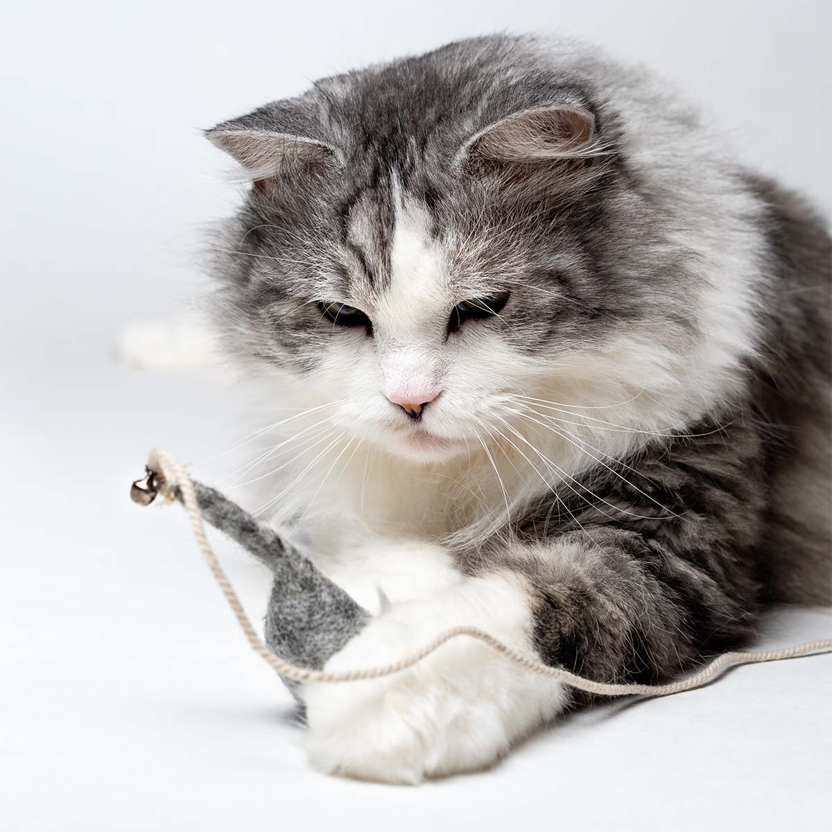 CATLABS Angelspielzeug Magische Maus günstig kaufen