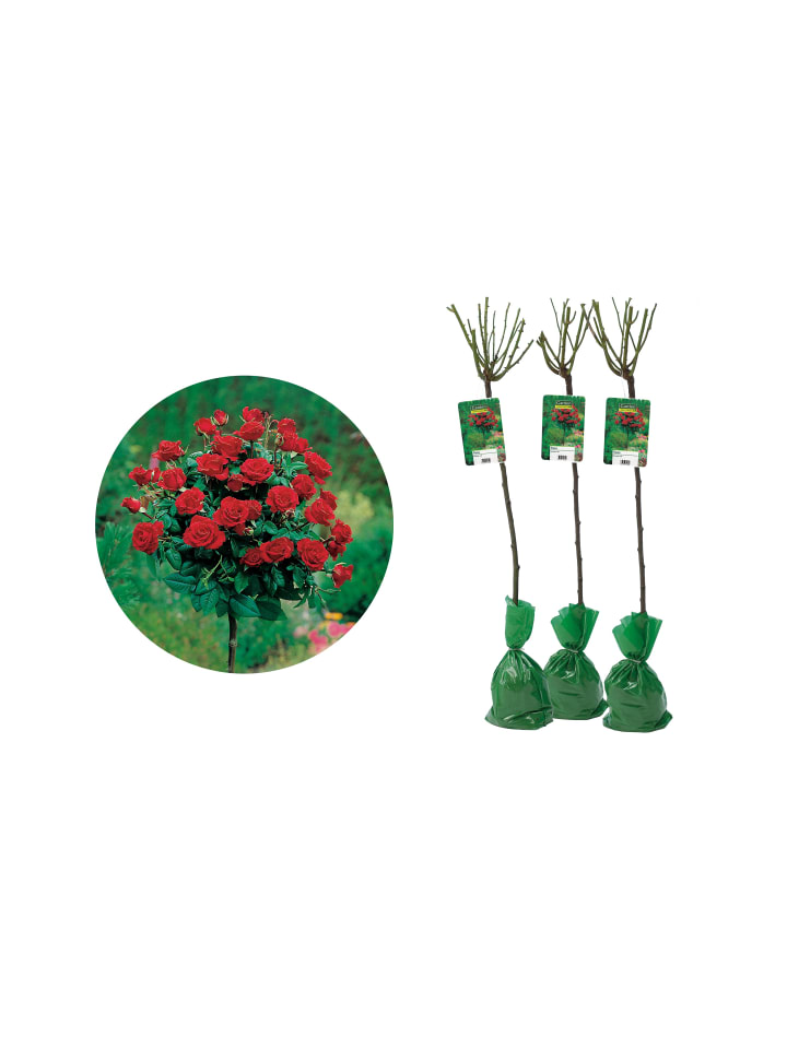 OH2 3er-Set: XXL Großblütige Stielrosen in Rot günstig kaufen onesize