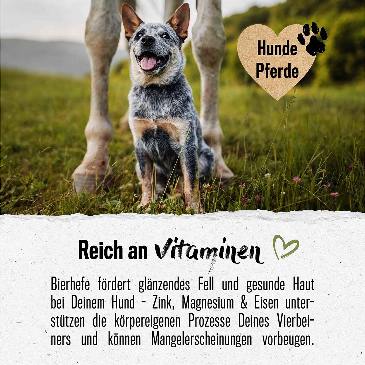 ALPHAZOO Ergänzungsfutter & Aufzucht ALPHAZOO Bierhefe-Pulver für Hunde und Katzen 750 g