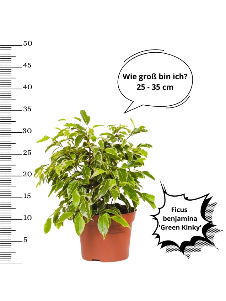 OH2 3er-Set: Feigen Ficus Weeping in Grün günstig kaufen onesize
