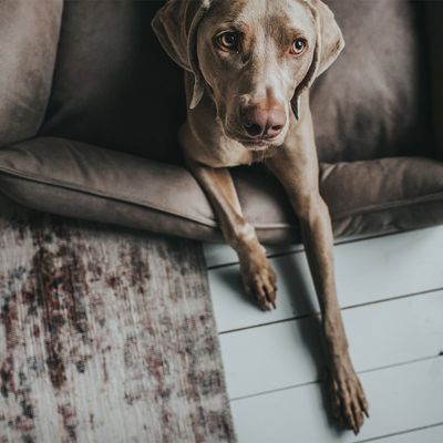 Hunter Hundesofa Bologna, stein