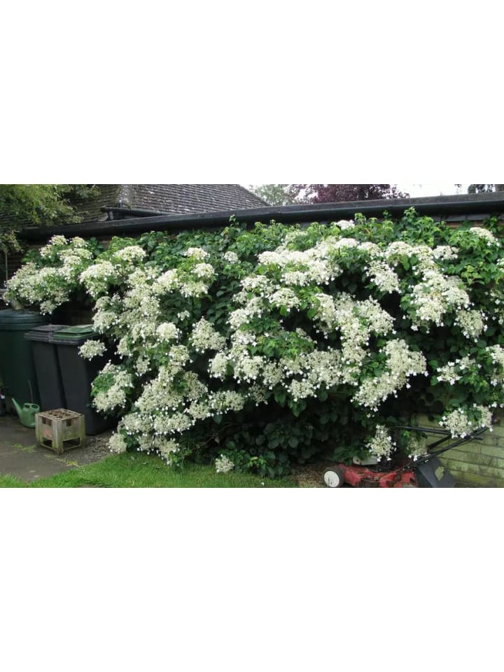 OH2 2er-Set: Kletterhortensie in weiß günstig kaufen onesize