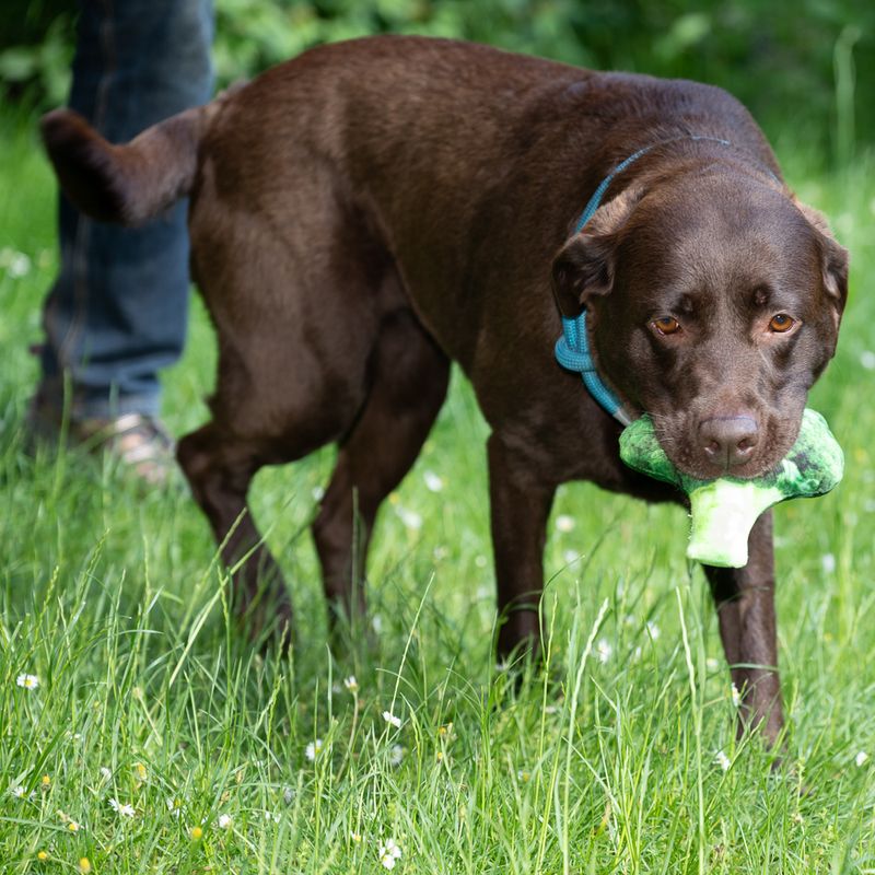 TIAKI Hundespielzeug Quietsche-Broccoli zu TOP-Preisen | bitiba %