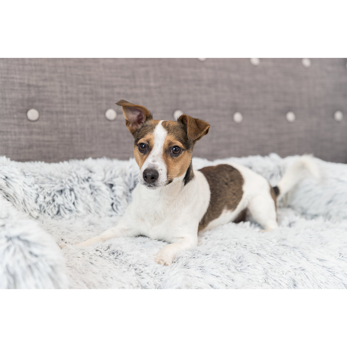 Trixie Polster-Schondecke Harvey weiß-schwarz kaufen bei ZooRoyal
