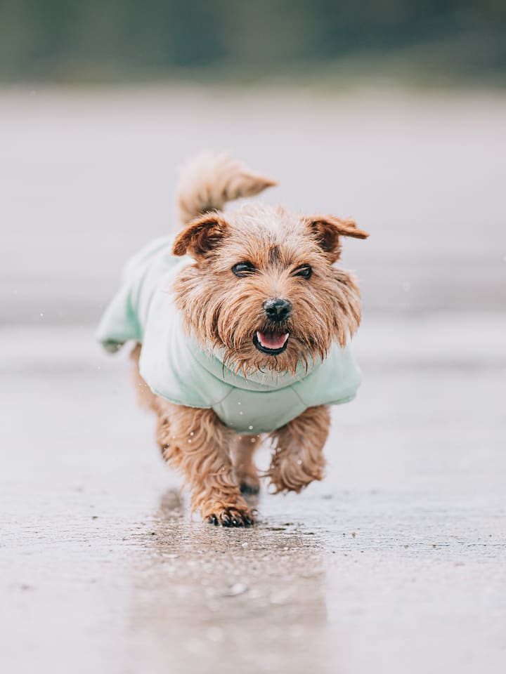 Paikka Hunde-Trockenmantel in Hellgrün günstig kaufen