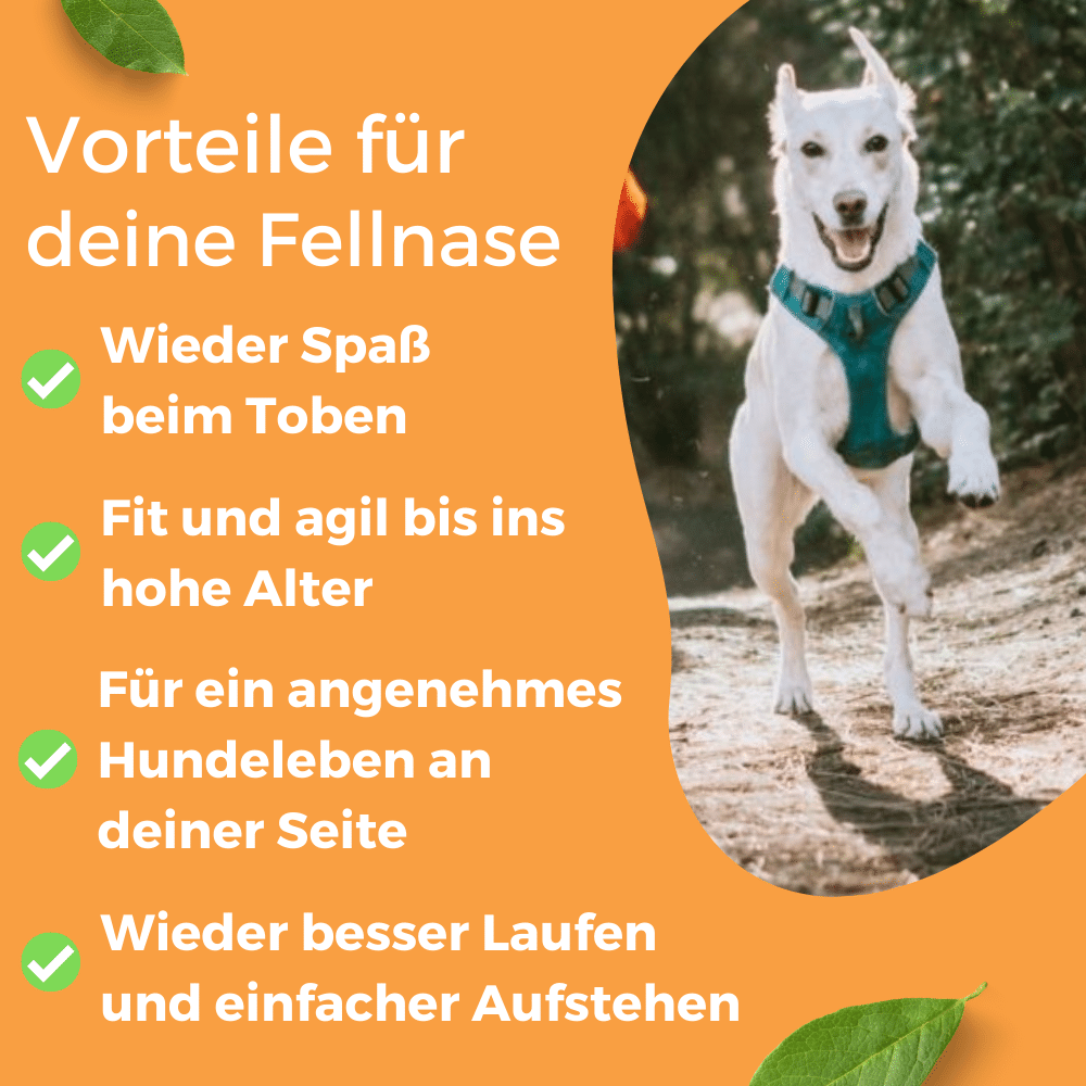 Dog-Native Ergänzungsfutter & Aufzucht Dog-Native Gelenktabletten für kleine Hunde, natürliche Gelenk-Tabletten mit Grünlippmuschel, MSM, Kollagen-Hydrolysat und Chondroitin, hochdosiert für Gelenke, 250 Tabletten