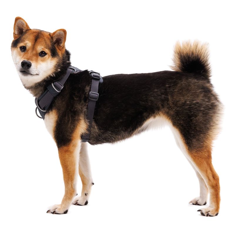 Ruffwear Front Range Hundegeschirr, Basalt Gray