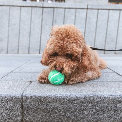 Nomad Tales Bloom Tennisball-Set