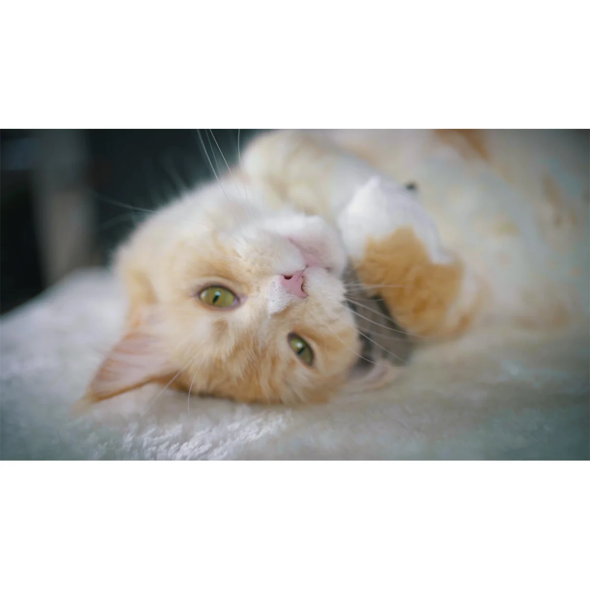 CATLABS Katzenspielzeug Kuschelige Katze kaufen