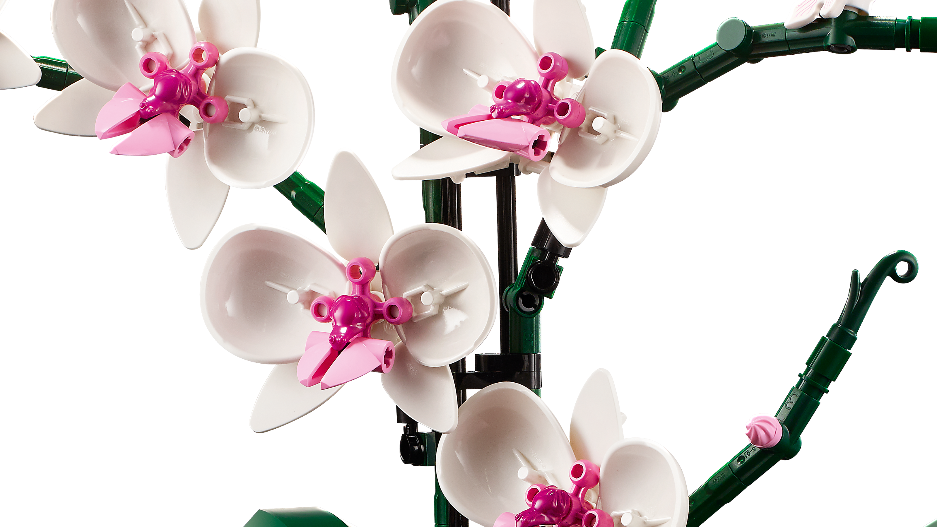 Orchidee 10311