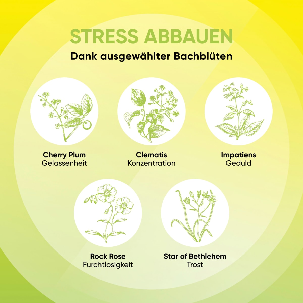 Bachblüten Mentale Balance Tropfen, 10 ml