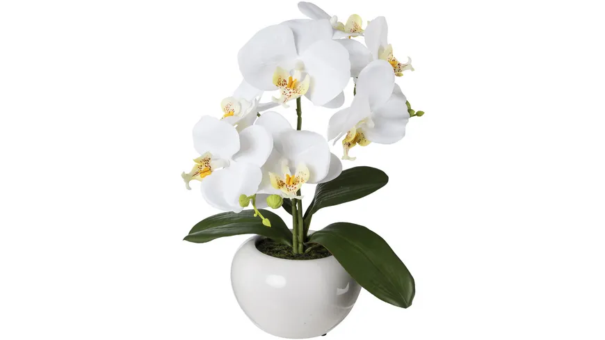 Modern Phalenopsis in Keramiktopf 35 cm