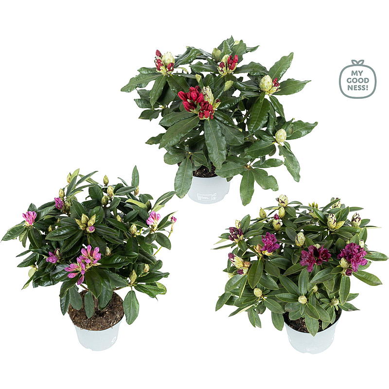 Rhododendron Mix