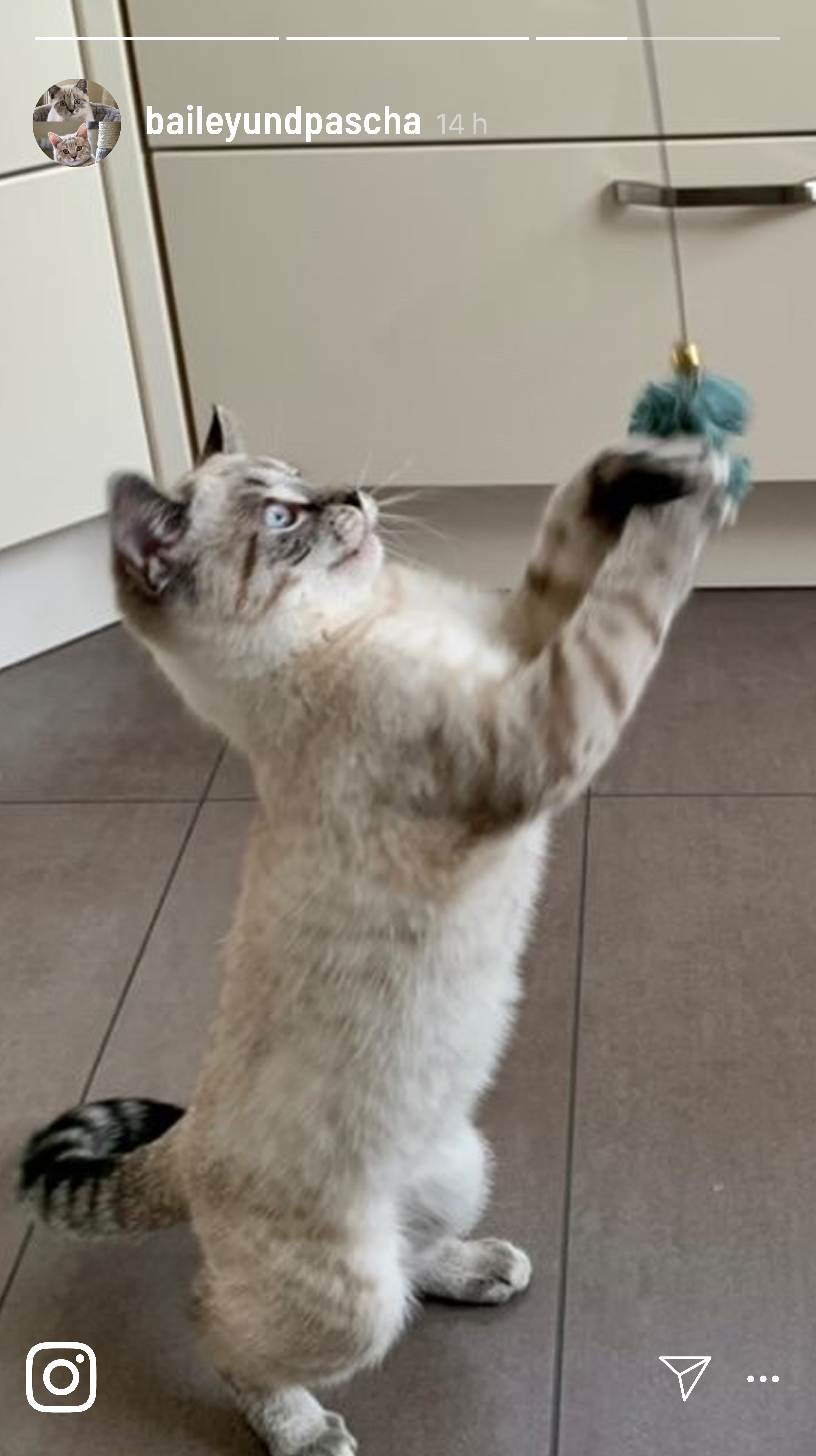 Kater Kasimir Katzenangeln Kater Kasimir Premium Katzenangel mit handgeknüpfter Makramee-Feder