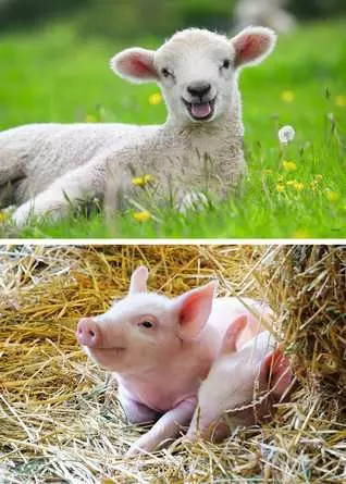 Kinderpuzzle ab 3 Jahren - Unsere Bauernhoftiere - 12 Teile