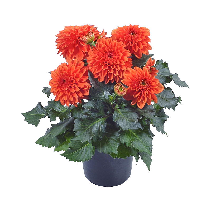Sommergeorgine P19 Dahlia, mix
