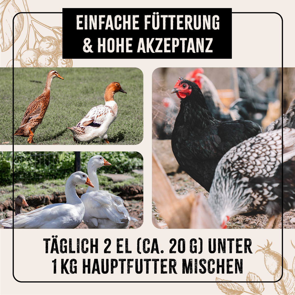 Aniforte Futter & Heu Aniforte FarmLife Geflügel Vital Mix Pulver 500g