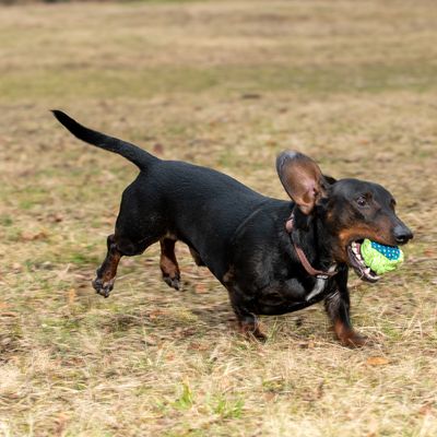 Hundespielzeug Limoen Ball