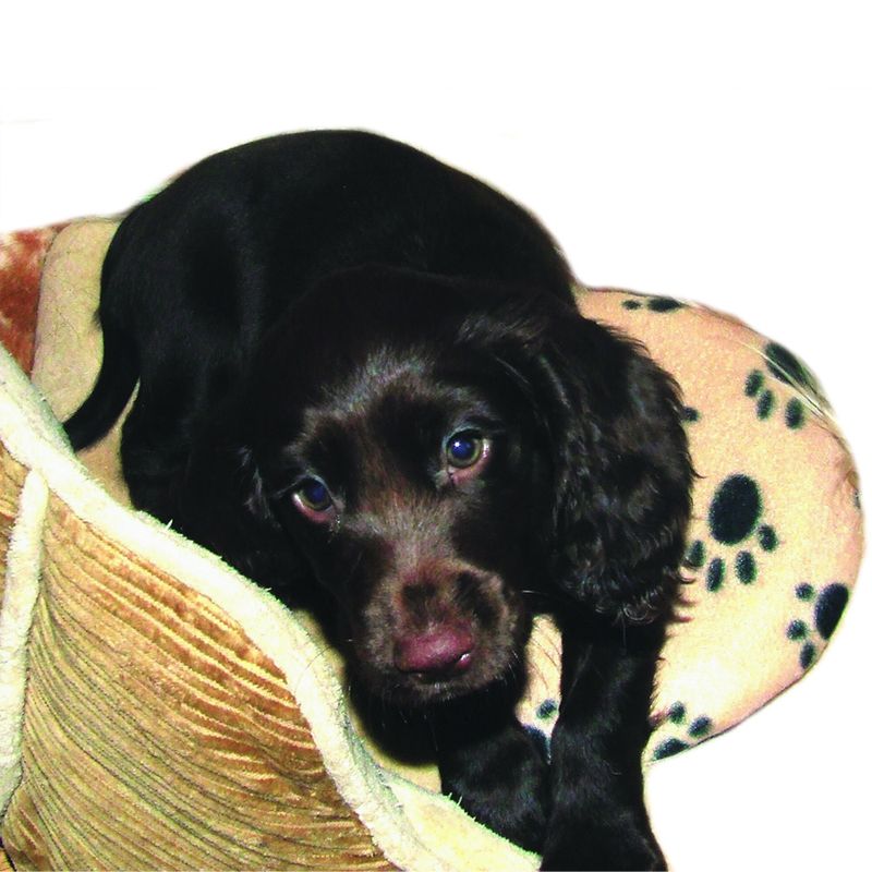 SnuggleSafe Heizkissen für Haustiere zu TOP-Preisen