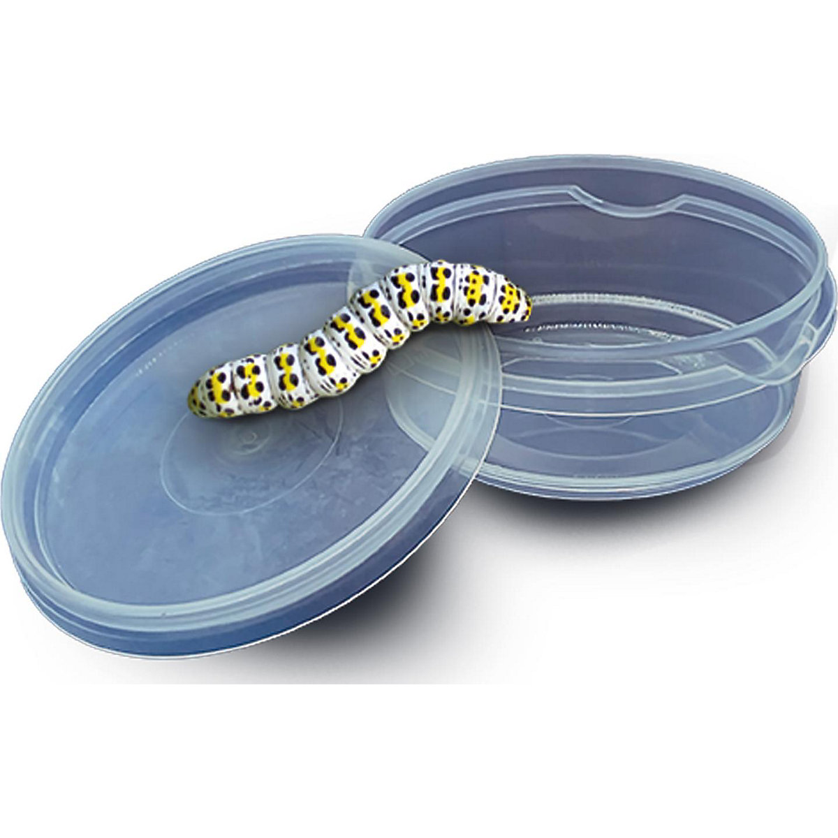 Insektenforscher