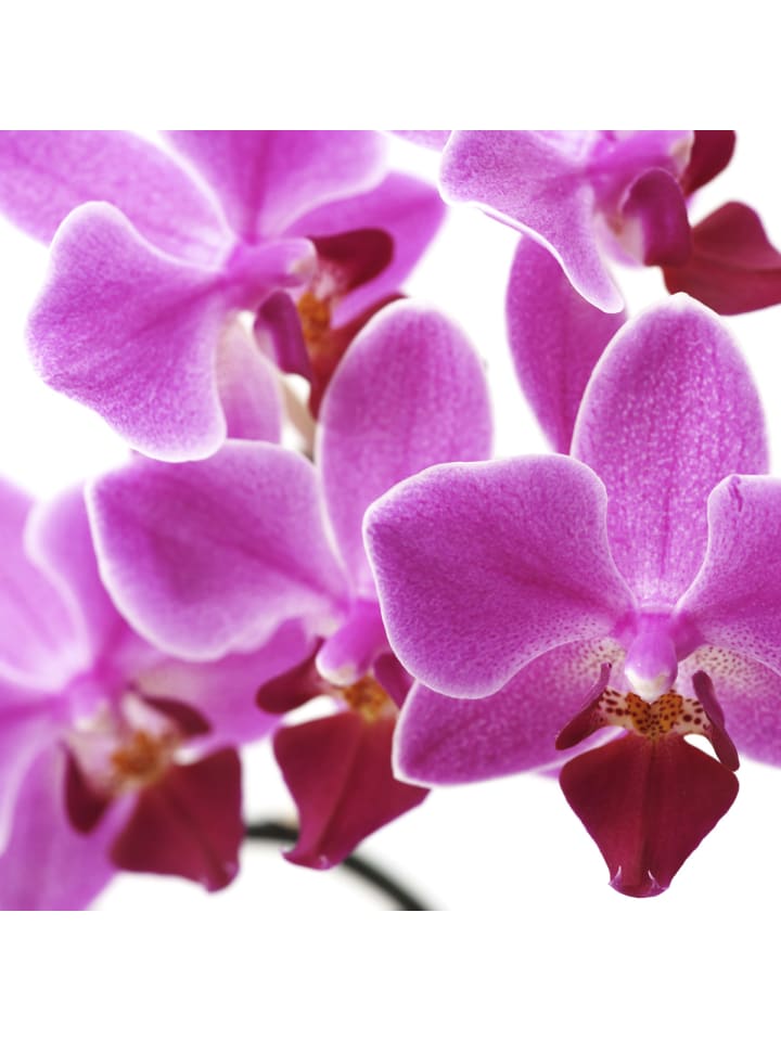 MCW Foto-Paravent Bagheria, 180x120cm, Orchidee günstig kaufen onesize