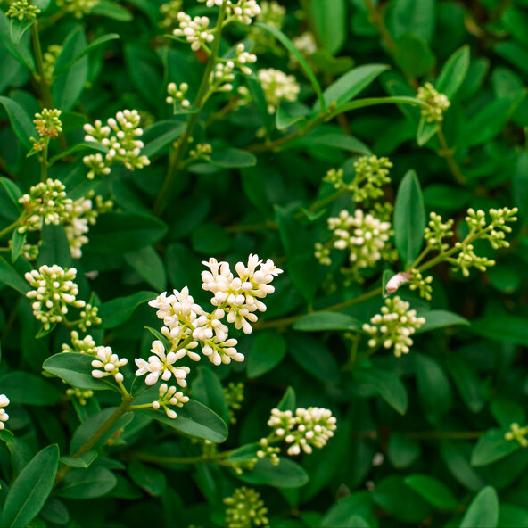 Liguster-Hecke, ovalblättrig, 30 Stk.