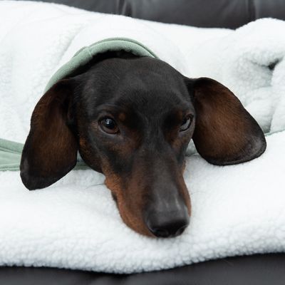 Modern Living Hundedecke Victoria