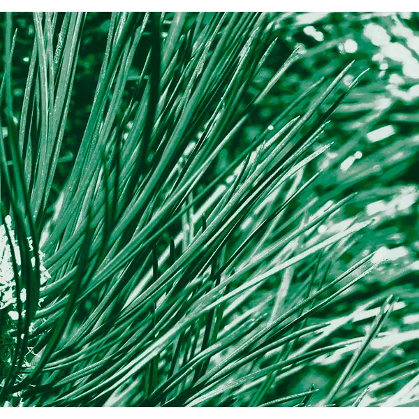 Kneipp Men Nature Feeling Sprchový gél 2 v 1 s borovicou, byvolou trávou a islandským machom 200 ml - Suchá pokožka