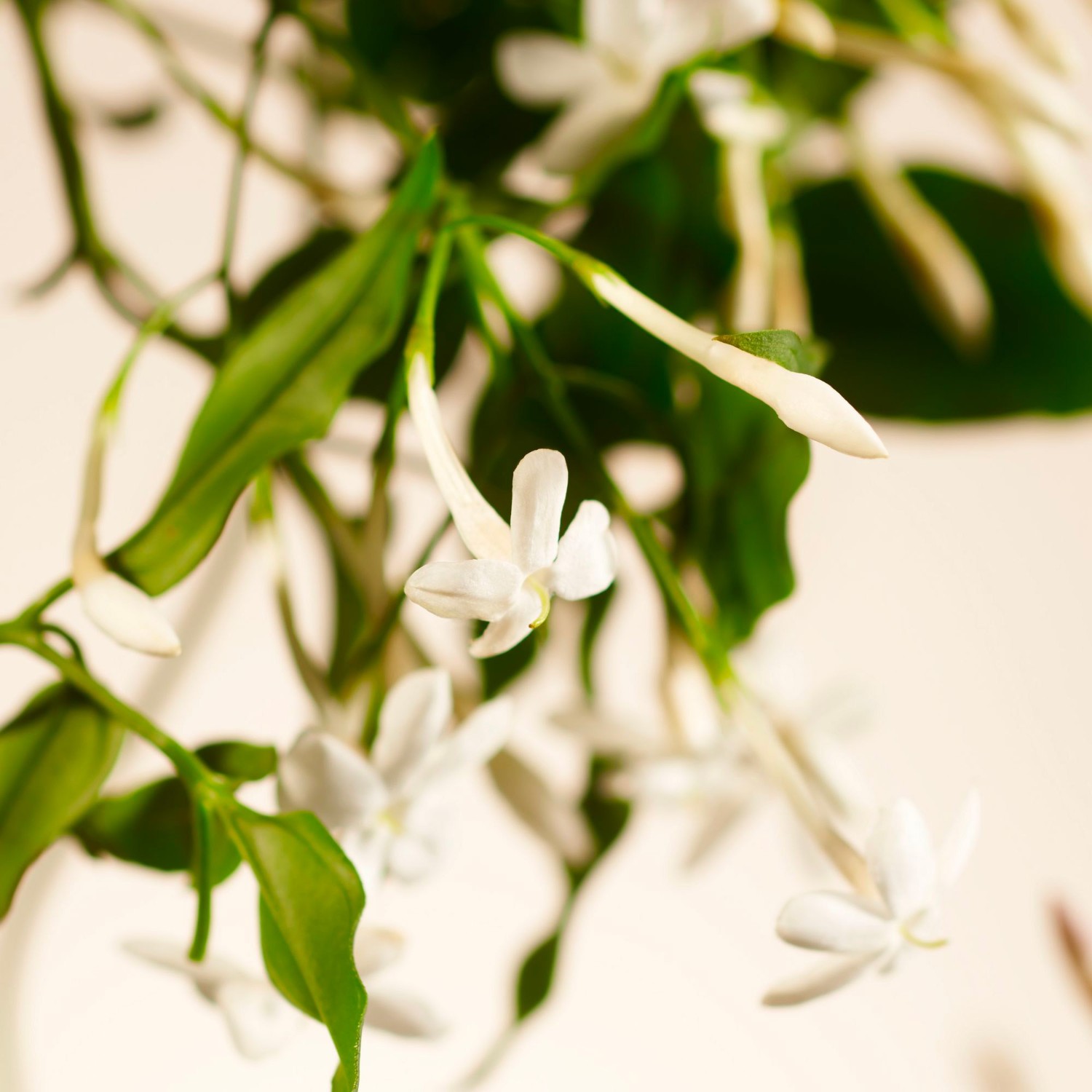Rituals Sweet Jasmine