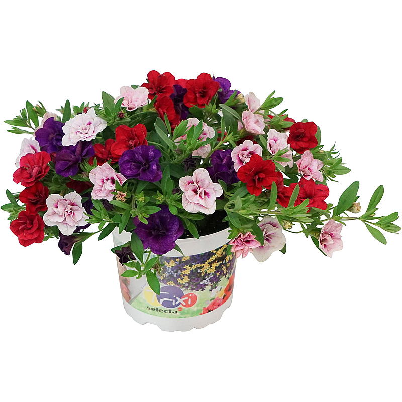 Småpetunia P12 Calibrachoa