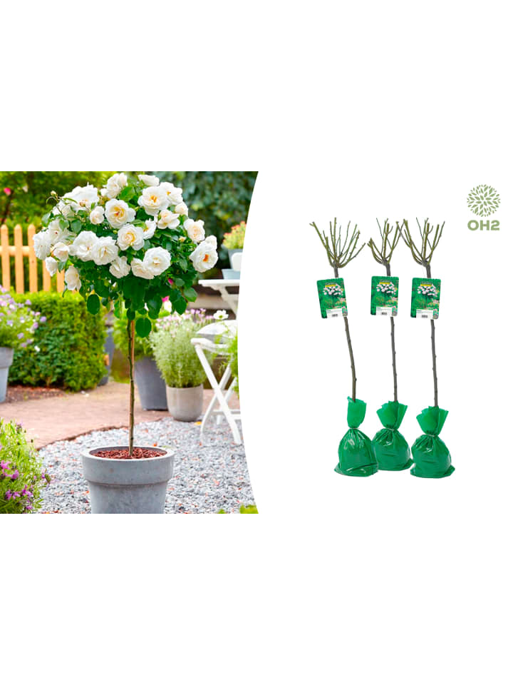 OH2 3er-Set: XXL Großblütige Stielrosen in Weiß günstig kaufen onesize