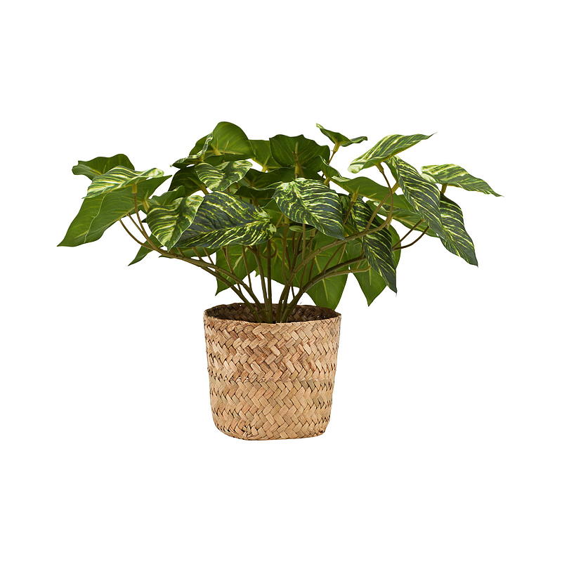 Home Grønnplante 25 cm m/kurv