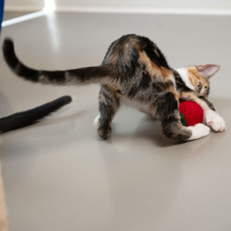 Modern Living Wollkugeln Laponia für Katzen