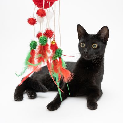 Katzenspielzeug Türhänger Handschuhe