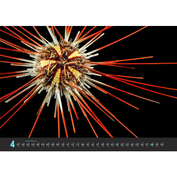 TIEFSEEWESEN 2024 - Kalender