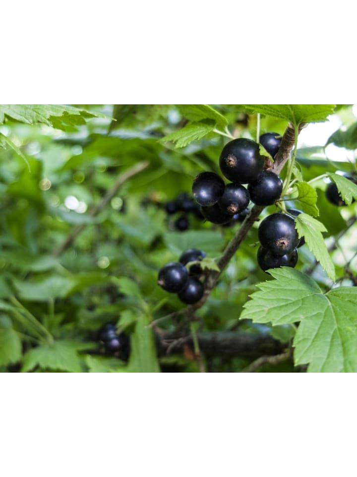 OH2 3er-Set Beeren in Schwarz günstig kaufen onesize