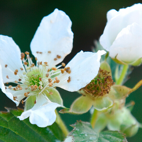 Beeren-Mix Vitaminkracher, 3er-Set