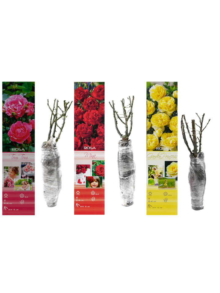 OH2 3er-Set Polyantha Rosen Mix in Bunt günstig kaufen onesize
