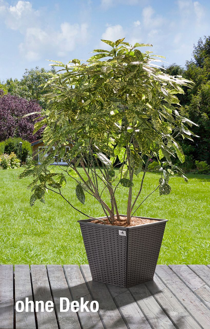 Weles Pflanzkübel aus Polyrattan 2er Set 41,5 x 41,5 x 38 cm, anthrazit