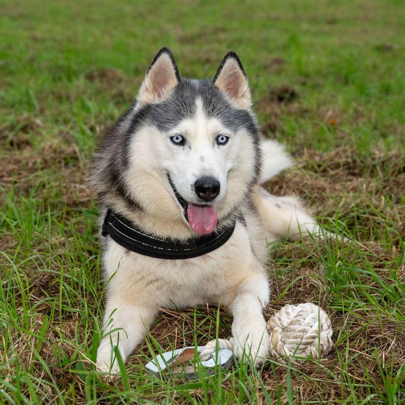 Modern Living Hundespielzeug Vigo zu TOP-Preisen