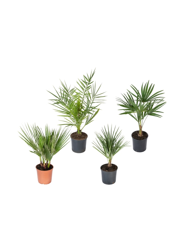 OH2 4er-Set: Palmenmischung in Grün günstig kaufen onesize