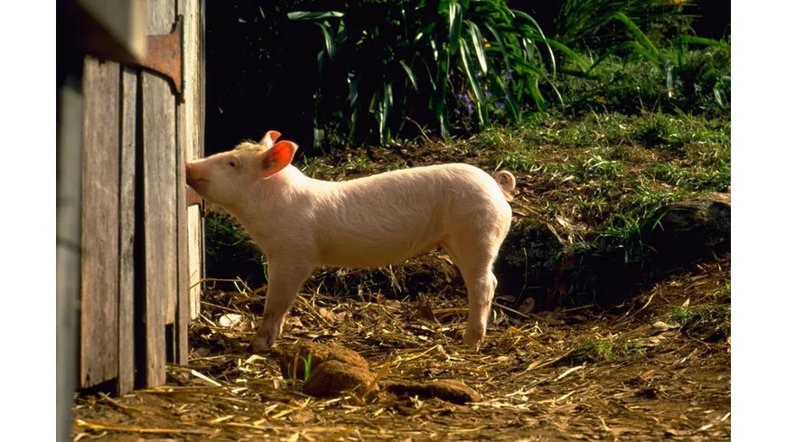 Ein Schweinchen namens Babe