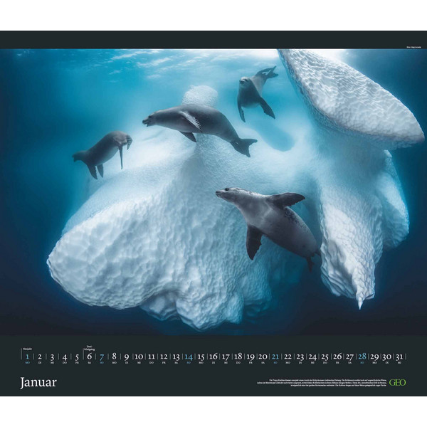 GEO EDITION: TIERWELTEN 2024 - WAND-KALENDER - TIER-KALENDER - Kalender