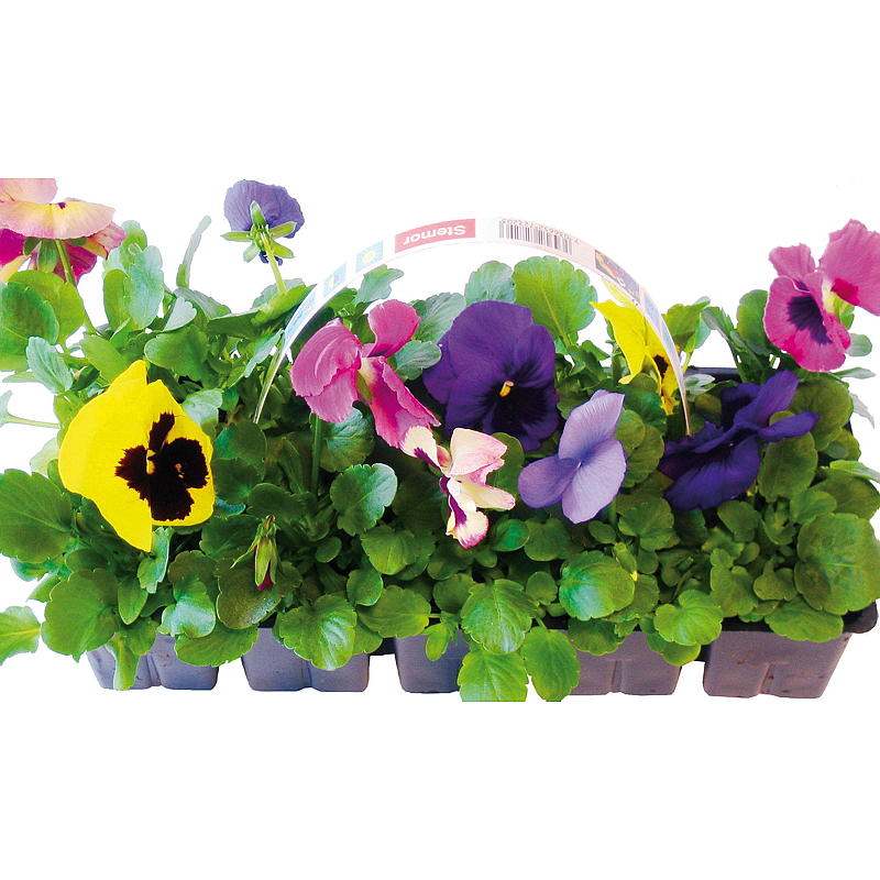 Stemor 10-pk Mix, Viola cornuta