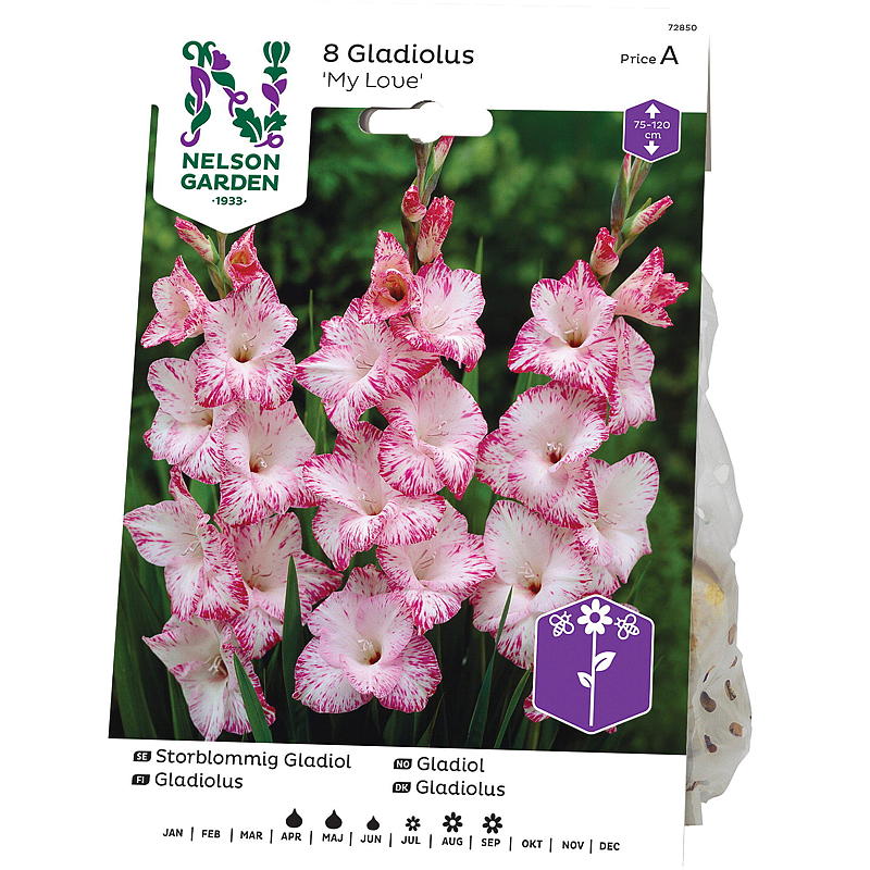 Nelson garden Gladiol Storbl. My Love, hvit/rosa
