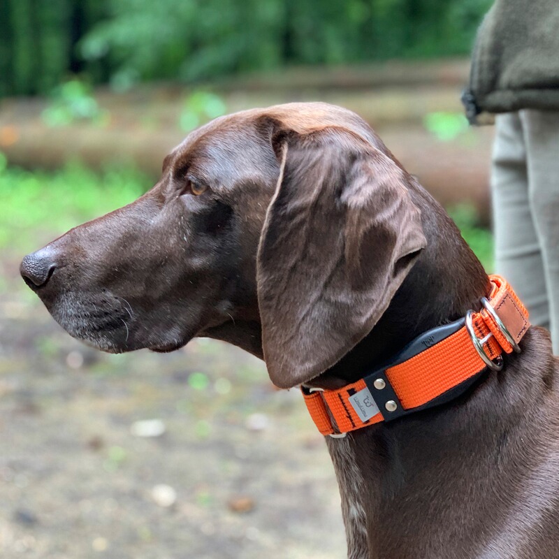 WowWow Hundehalsband Professional