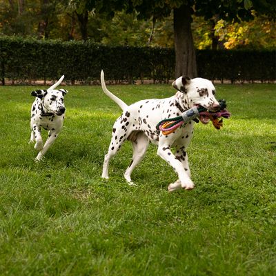 Nomad Tales Spirit Hundespielzeug Multirope